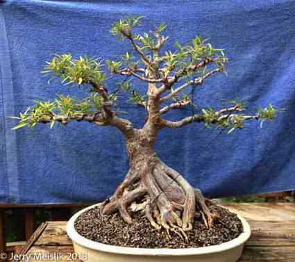 Willow Leaf